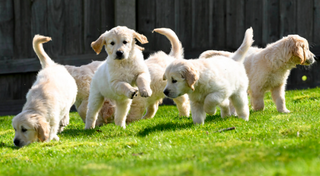 Join Us for a Paws-itively Wonderful Evening!